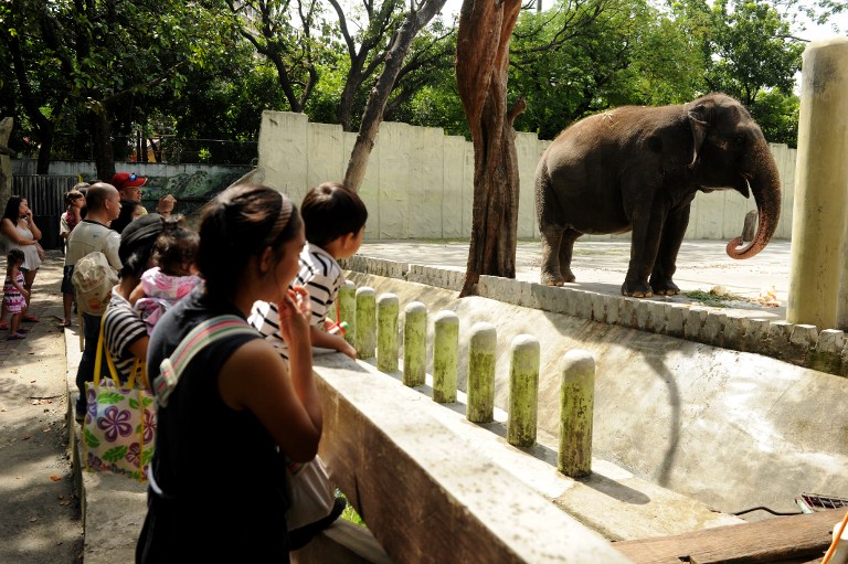 In a picture taken on June 20, 2012, visitors look at the 35-year-old elephant named Mali at the Manila Zoo. The historic Manila Zoo, once a major attraction of the Philippines, now finds itself the target of criticism for the condition of its animals, particularly its "star", an elephant named Mali. AFP PHOTO/NOEL CELIS