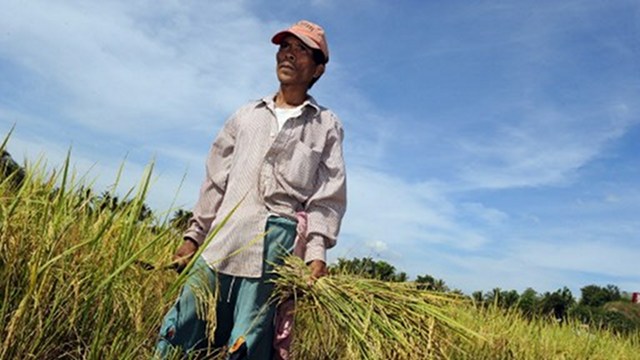 SELF-SUFFICIENT. President Benigno Aquino III says the government is helping farmers increase their harvests in line with the country's goal of being self-sufficient in rice. Photo by AFP