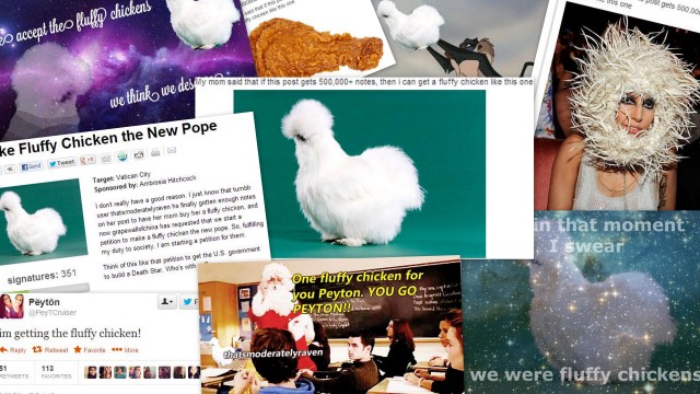 FLUFFY CHICKEN. Tumblr users help fulfill one girl's chicken dream. Images from Tumblr