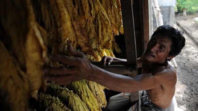 HIGHER TOBACCO PRICES. A worker prepares tobacco leaves for curing at a homemade barn in Candon town, Ilocos sur province, northern Philippines. AFP photo taken in May 2013