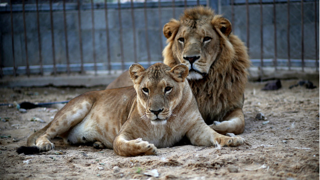 LIONS. A male (R) and a female lion (L) lie in the sand at a zoo after the female gave birth to two cubs two days earlier in Beit Lahiya town in the northern Gaza strip on 19 November 2013. File photo by Mohammed Saber/EPA