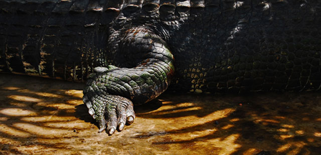 LIKE DINOSAURS. Marine or estuarine crocodiles (Crocodylus Porosus) are the largest reptiles on Earth. In 1823, a gigantic 27-foot crocodile was shot and killed near the town of Jalajala in Laguna de Bai, Philippines. WWF-Philippines / Gregg Yan