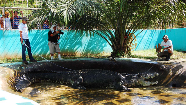 INSIDE HIS PEN. Lolong being measured by a DOST team at the Bunawan Eco-Park and Crocodile Rescue Center in Agusan del Sur. He was declared in May 2012 by Guinness World Records as the world's largest crocodile in captivity at 20.3 feet or 6.14 m. Discovery Channel / Gregg Yan