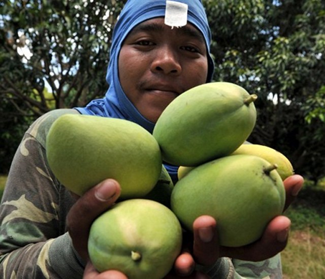 FRUIT. This farm worker from Tarlac shows off produce. Photo from AFP
