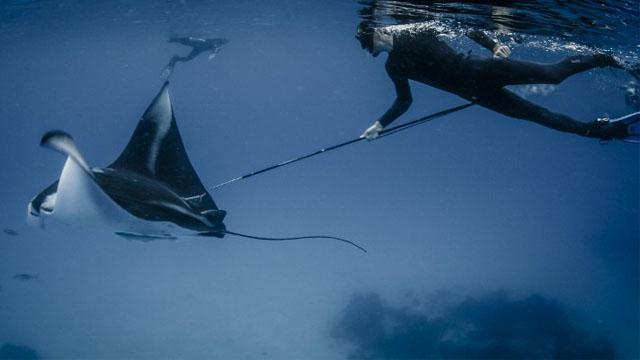 In this handout photograph from Conservation International taken on November 23, 2013 and released on February 21, 2014, a marine researcher tags a manta ray in the waters of Raja Ampat in eastern Indonesia's remote Papua province. Photo by Shawn Heinrichs / AFP