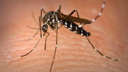 The health department says it is closely monitoring a "deadlier" Dengue strain in Mindanao that could be transferred to Metro Manila.