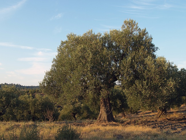 An olive tree in Sithonia, Greece. Photo courtesy of Edal Anton Lefterov/Wikipedia.