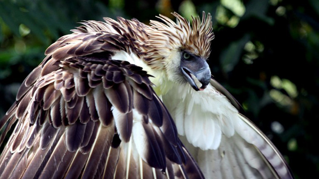 ENDANGERED. A photo of a Philippine Eagle at the Philippine Eagle Center (PEC) in Davao, Southern Philippines is taken on on April 9, 2011. Jason Gutierrez/AFP