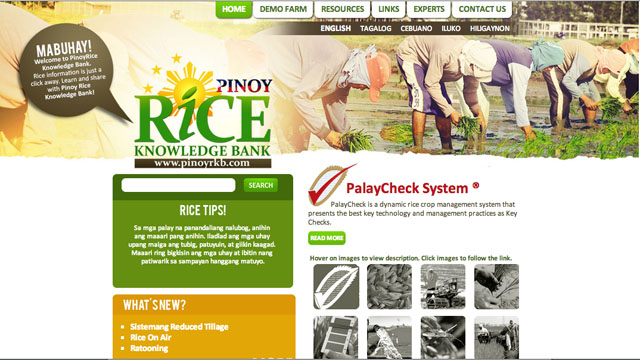 DATABANK. PinoyRice aims to provide useful rice information for farmers and agricultural workers. Screenshot of PinoyRice.