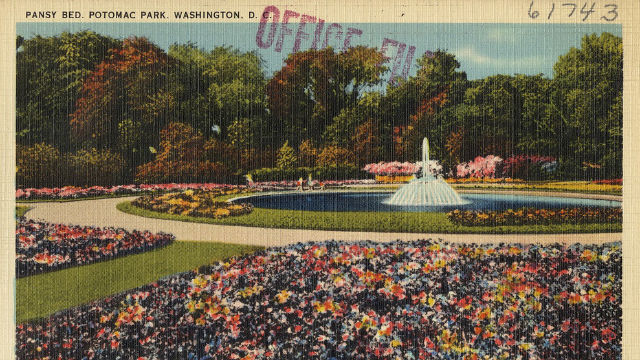GLORIFIED LUNETA. After living in the Philippines and enjoying concerts at Luneta Park, first lady Helen Herron Taft called for Potomac Park in Washington, DC to be converted into a 'glorified Luneta Park.' Photo courtesy of Boston Public Library. 