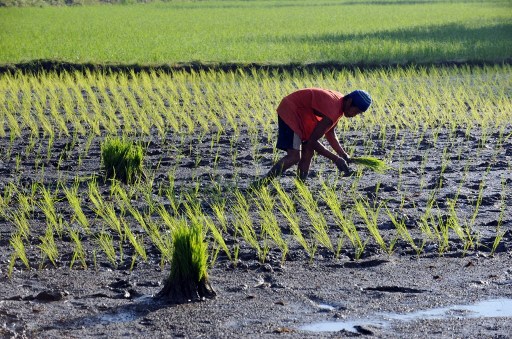 STAPLE FOOD. The poor keeps demand high for the crop this rice farmer is planting. Photo by AFP 
