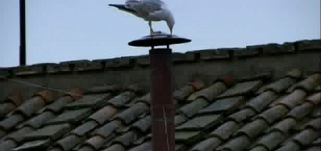 TWITTER FAMOUS. This seagull--and the chimney it's perching on--are stealing the conclave's thunder. Screengrab from the Vatican livestream.