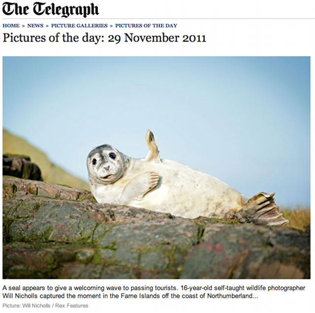 This seal says hello too. Another gem from The Telegraph. They seem to like cute animals too, don't they?