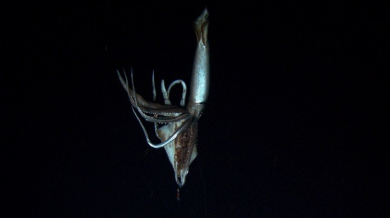 This video image, taken from footage by NHK and Discovery Channel in July, 2012 and released on January 7, 2013 shows a giant squid, up to eight meters (26 feet) long, holding a bait squid in its arms against the backdrop of dark oceanic depths at a depth of 630 meters (2,067 feet) in the sea near Ogasawara islands, 1,000km south of Tokyo. AFP PHOTO / NHK / NEP / DISCOVERY CHANNEL