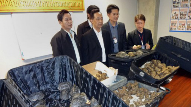 SEIZED. Thai Custom display seized tortoises discovered at Bangkok's Suvarnabhumi Airport on Wednesday, November 6. Photo release by Thai Customs/AFP