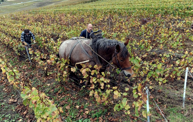 NATURAL WINE? A file picture taken on October 12, 2011 in Cumieres, eastern France, shows French organic winemaker and President of organic Champagne producers union (AIVABC), Vincent Laval (L) working in his vineyard using traditional methods. AFP PHOTO / ALAIN JULIEN