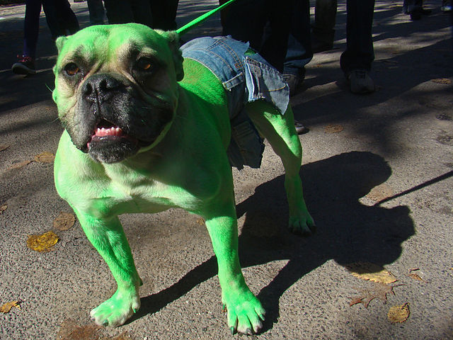 GOING GREEN. This doggie's ready for trick-or-treating. Photo from Wikimedia Commons