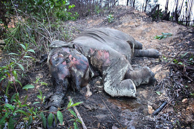 DEAD. In this November 2012 photo, a carcass of an endangered Sumatran elephant lies in Pelalawan district outside the Tesso Nilo National Park in Riau province. Three critically-endangered Sumatran elephants found dead in Indonesia's Riau province were probably poisoned in a revenge attack by palm oil plantation workers, an official said on November 12, 2012. Photo by AFP