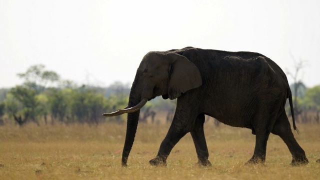 ALONE. An African elephant is pictured on November 17, 2012 at Hwange National Park in Zimbabwe. AFP/Martin Bureau