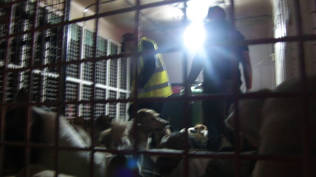 RESCUED DOGS guarded by police inside a truck. Photo courtesy of AKF