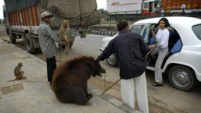 POORLY-TREATED, NO MORE. The tradition of bears being trained to dance in the streets of India have been stopped. Photo from AFP
