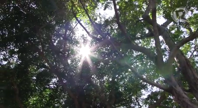 THE SUN SHINES THROUGH the canopy of Banyan trees that are found everywhere in Balesin