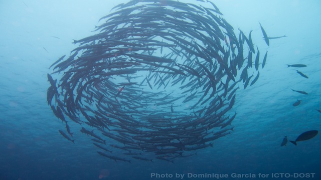 SWIRL. A ring of barracudas in Tubbataha Reef.