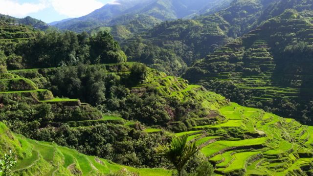 WORLD-FAMOUS TERRACES. Batad is a popular destination with travelers for its "ampitheater" terraces built by the Ifugao people. Photo from Wikipedia
