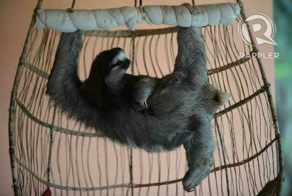 HANGING OUT. A brown-throated sloth hangs from its claws at the Sloth Sanctuary. Photo by AFP's Rodrigo Arangua.