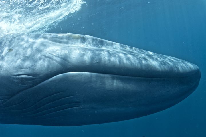Photo courtesy of the Antarctic Blue Whale Voyage/Australian Marine Mammal Centre/Mike Johnson