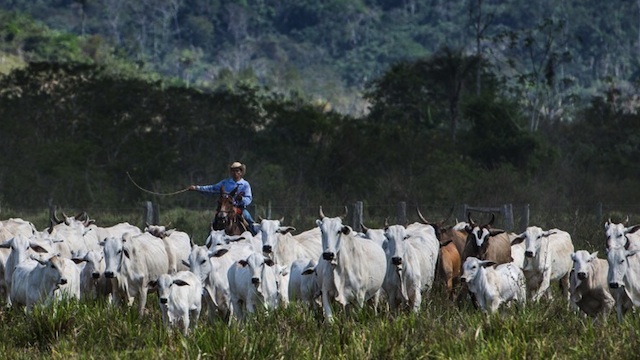 MINDING THE HERD. A cowboy drives cattle at a farm in Sao Felix do Xingu, Para state, northern Brazil, on August 8, 2013. AFP / Yasuyoshi Chiba