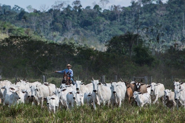 A cowboy drives cattle at a farm in Sao Felix do Xingu, Para state, northern Brazil, on August 8, 2013. AFP / Yasuyoshi Chiba