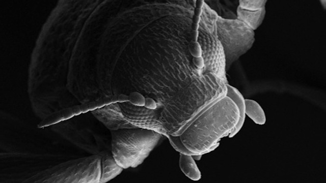 NEW SPECIES. The head of an <i>Ancyronyx buhid</i> photographed under a Scanning Electron Microscope. Image courtesy Dr Hendrik Freitag
