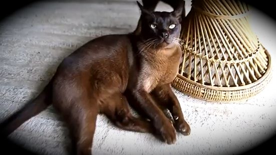 NOW THAT's A COOL cat. Burmese cat screen grab from YouTube (AFP)