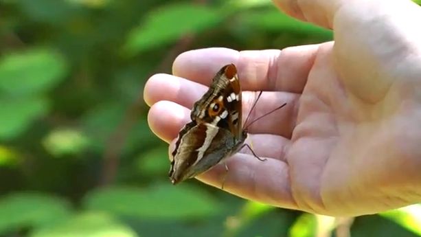 THE GREAT PURPLE EMPEROR faces extinction in Taiwan. Screen grab from YouTube (MrPhantomizer9)