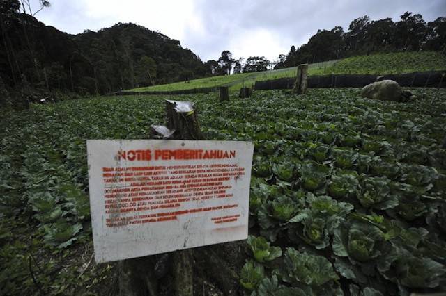 ILLEGAL FARM. This picture taken on November 19, 2013 shows a sign by State Forestry Director of Pahang part of which translates as "stop all activity plowing, planting and other related activities and vacate this land immediately" at an illegal farm in the Cameron Highlands, northern Malaysia state. Mohd Rasfan/AFP
