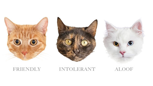 PERSONALITY ACCORDING TO COLOR. Cats and their traits according to their colors. Photo from Buzzfeed