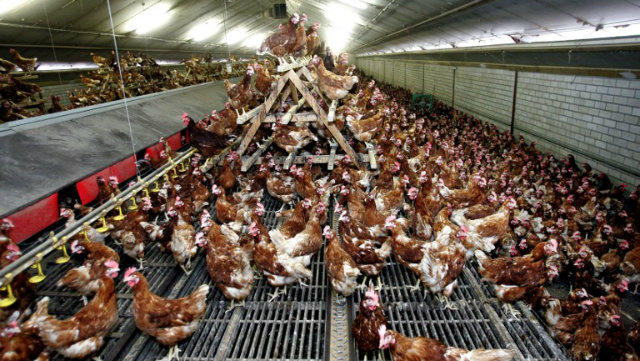 BANNED. Poultry and poultry products from Netherlands and Italy are temporarily banned in the Philippines. Photo by AFP