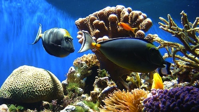SEVERELY DAMAGED. China's coral reefs are being wiped out. Photo from www.china.org.cn