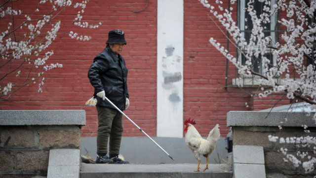 BIRD FLU. An elderly woman looks at a cokerel in Beijing on April 4,2013. A man in the Chinese province of Zhejiang has died of the H7N9 strain of bird flu, state media said on March 3, bringing the total deaths attributed to the virus to three since the first human cases. Photo by AFP