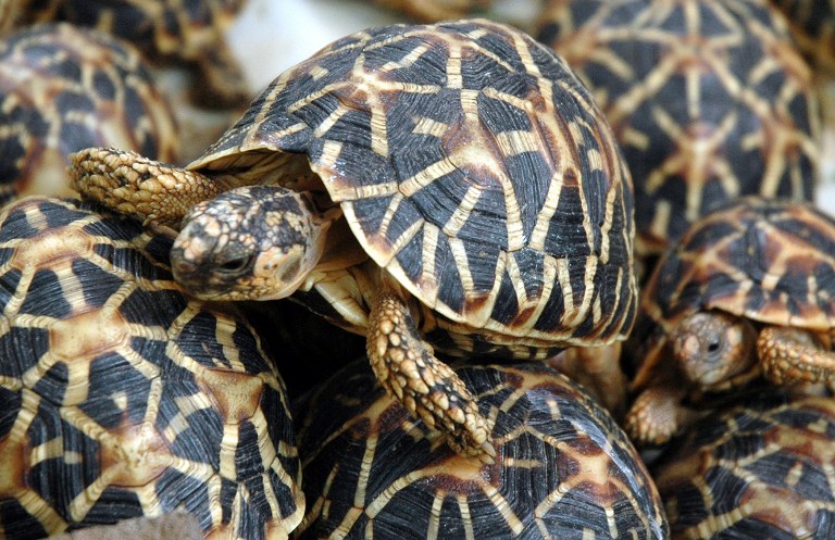 SAVED FROM ILLEGAL TRADE. This file picture taken on July 4, 2007 shows seized star tortoises at the Nehru Zoological park in Hyderabad. AFP PHOTO / FILES / Noah SEELAM