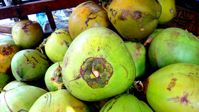 LIFE-GIVING. Coconuts offer many cures and uses. All photos by Rhea Claire Madarang