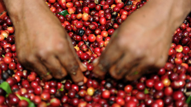 COFFEE BEANS. A worker selects the best coffee beans to be roasted. Photo by AFP