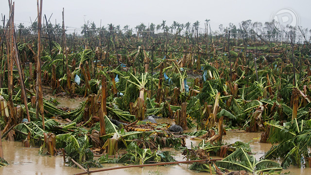 Banana plants felled by typhoon Pablo, December 4, 2012. Photo by Karlos Manlupig.