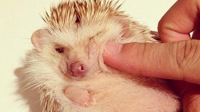 CUTE ALERT! 'Cutest hedgehog' found on Instagram. Photo from Mashable.com