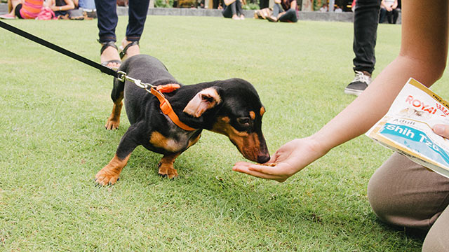 HAPPY PUP. Free dog treats and grooming at Bonifacio High Street