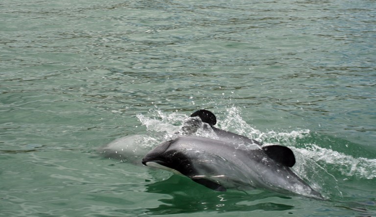 'HOBBIT' DOLPHIN. This undated handout photo released to AFP on June 5, 2013 by New Zealand's Department of Conservation shows critically endangered Maui's dolphins swimming at sea off the west coast of New Zealand's North Island. AFP PHOTO/ Department of Conservation