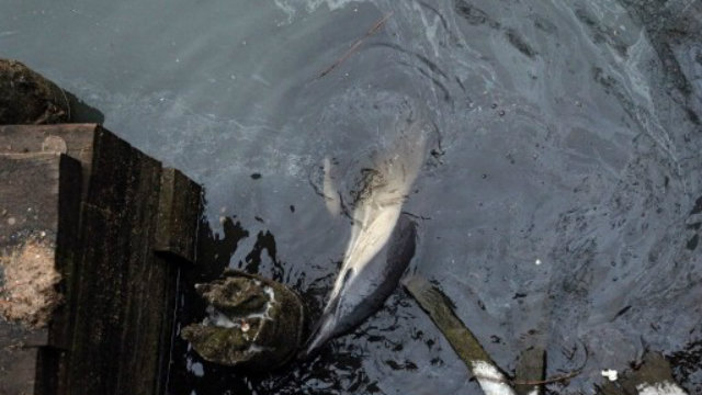 DOLPHIN DIES. A dolphin that got stuck and quickly died in a New York canal. Photo by AFP