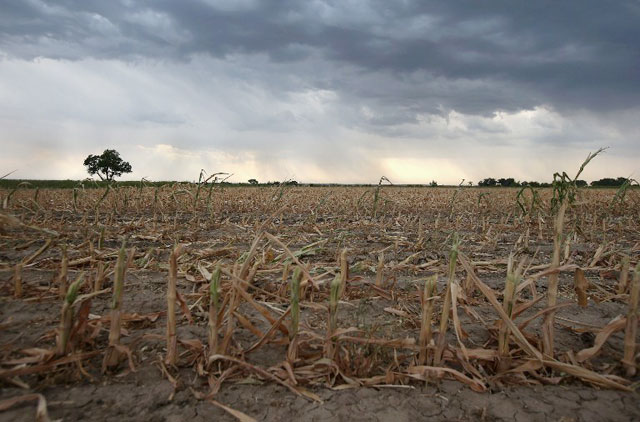 Rain clouds move over the remnants of parched corn stalks on August 22, 2012 near Wiley, on the plains of eastern Colorado. John Moore/Getty Images/AFP