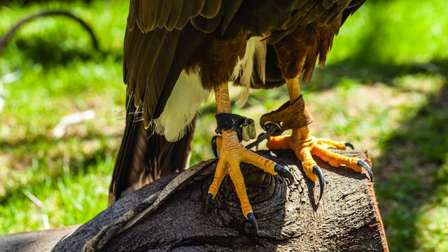  CAPTURED EAGLE. The 87th infantry battalion captures a Philippine Hawk Eagle and hands it over to the Department of Environment and Natural Resources. File photo of hawk eagle by Shutterstock